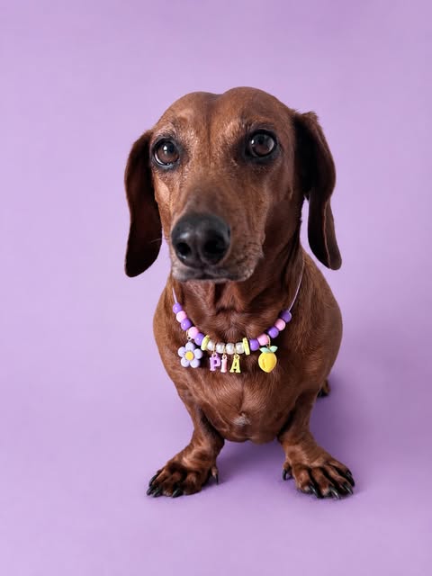 Una salchicha con su collar de flores